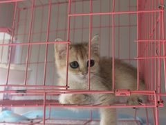 -喵百万·布偶·蓝金金渐层英短·猫舍(百子湾店)