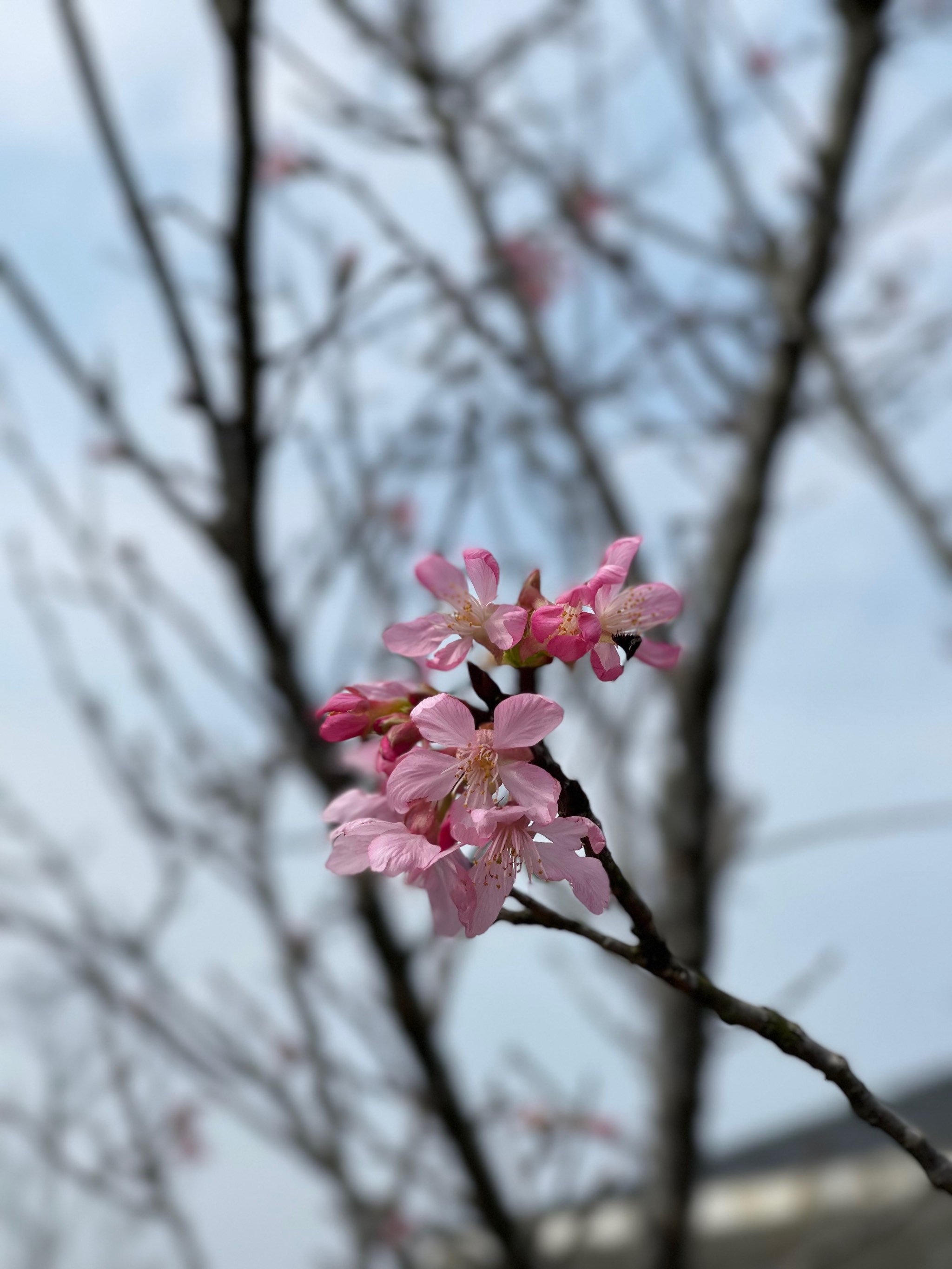 https://qcloud.dpfile.com/pc/rKaQhnwcJQqGWtpb6SMPOpgCKEHjlWoFZSX9QQlhqLrP0851JkUMQTet9FN4xfO3Y0q73sB2DyQcgmKUxZFQtw.jpg