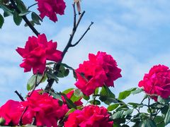 -金科花卉市场