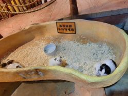 点击看大图 -奇幻萌宠部落(映月湖环宇城店)