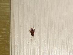 -三亚海棠湾万丽度假酒店