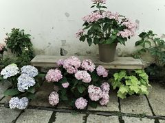 -青果巷历史文化街区