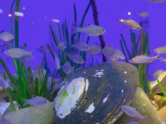 -上海海洋水族馆