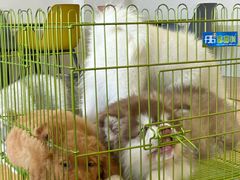 -Let's go狗咖·猫咖·奶狗·桌游(春熙路IFS店)