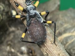 -上海大自然野生昆虫馆(东方明珠·爬宠昆虫探索中心)