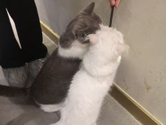 -飞行喵MR PILOT|猫舍·猫咖(静安大融城店)