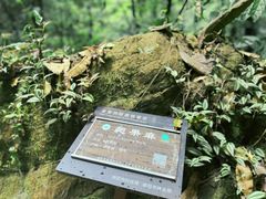 -莫里热带雨林景区