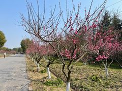 -上海海湾国家森林公园