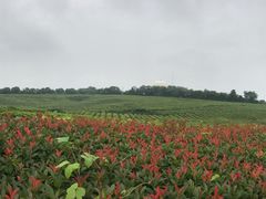 -南京市江宁方山