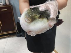 -鲐赏河豚(长寿店)