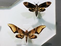 -上海昆虫博物馆