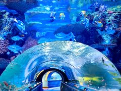 -上海海洋水族馆