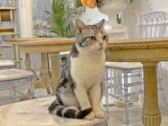 -共舞时光猫咖·狗咖(新街口店)
