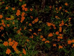 -三圣花乡旅游区