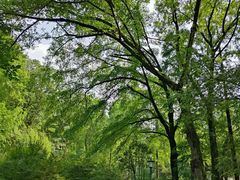 -素山寺森林公园