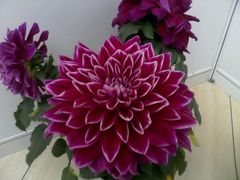 android_upload_pic-新辣道鱼火锅(世纪金源购物中心店)