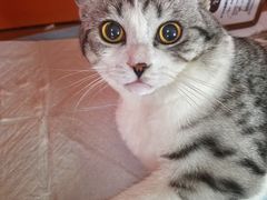 -瑞派福兴宠物医院犬猫全科·骨科·中西医结合(河东店)