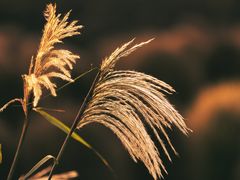 -花开海上生态园
