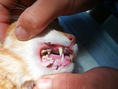 -安安宠医·安宠宠物医院