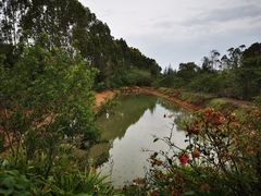 -五缘湾湿地公园