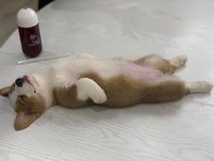 -浣熊柯尔鸭土拨鼠·电玩咖