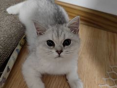 -瑞派宠物医院·犬猫全科·猫友好(宾水西道店)
