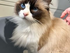 -平行世界·猫咖(首经贸店)