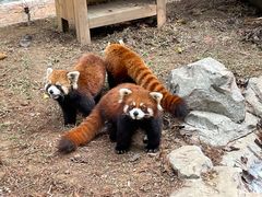 -深圳野生动物园