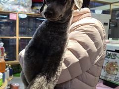 -FAELING PETS美天灵宠物(富力广场店)
