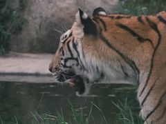 -泉州海丝野生动物世界