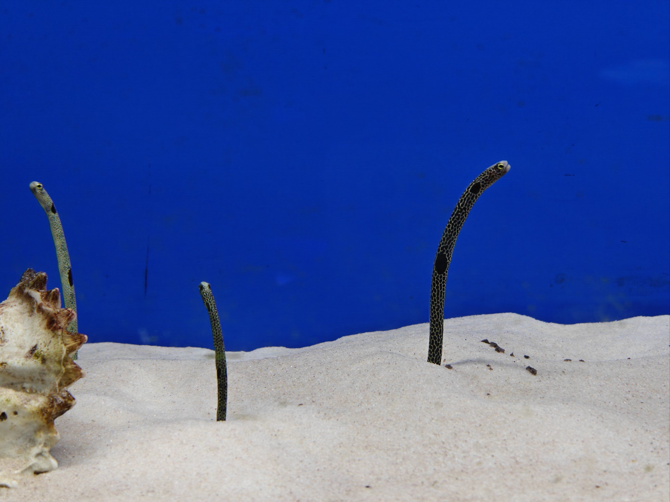 0元玩转这座城有谁能拒绝花园鳗,能看一