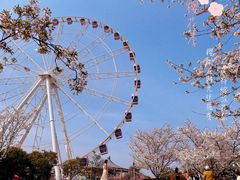 -顾村公园