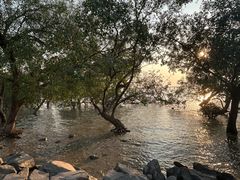 -宝安西湾红树林湿地公园