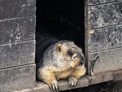-横道河子东北虎林园