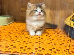 -欣宠猫屋·矮脚拿破仑·蓝金金渐层