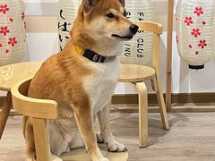 -柴迷FANS CLUB·柴犬狗咖·猫咖