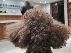 -北京派仕佳德动物医院·超导核磁·CT·神经科·骨科·内外科·急重症管理中心