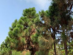 -南京市无想山景区