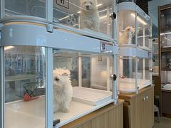 -翊宠yipet猫狗购宠庄园犬舍•猫舍