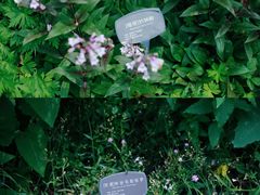 -国家植物园