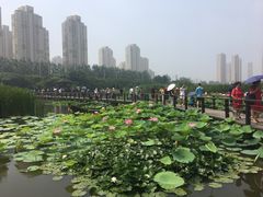 -前关湿地公园