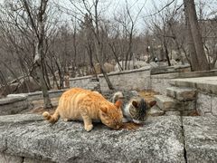 -崂山巨峰游览区