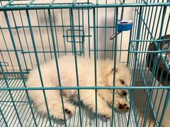 -翊宠yipet猫狗购宠庄园犬舍•猫舍