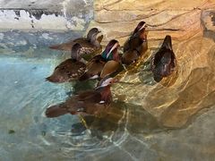 -海合安武汉极地海洋公园