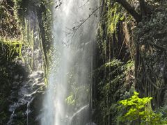 -莫里热带雨林景区