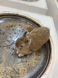 -Moni星球萌宠·小马宝莉·灵蛇·高端高阶全萌宠互动体验俱乐部(红豆国际广场店)