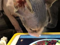 -猫小院猫主题咖啡厅(北锣店)