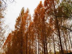 景点-朝阳公园