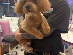 -FAELING PETS美天灵宠物(富力广场店)