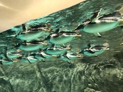 -成都浩海立方海洋公园